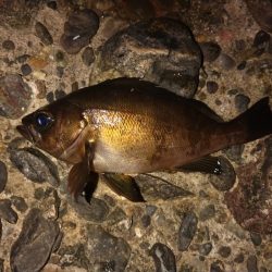 ノープラン釣行